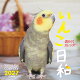 カレンダー2027 週めくりカレンダー いんこ日和(週めくり/卓上・リング/鳥 小鳥)