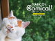 【予約】カレンダー2027 MARCO's CAT CALENDAR Comical! 保護猫チャリティーカレンダー(月めくり/壁掛け/ねこ こねこ)