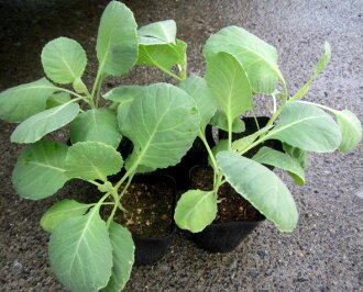 (年内收集)5个卷心菜苗