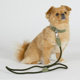 LDV110 カリプソ　ワックス　レザー　カラー 【3号 3.5号】 イタリアンレザー　首輪／ダウィンチ（Da Vinci）