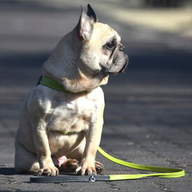 LDV312 マルゴット　ソフト　レザー　リーシュ　110 【S】 イタリアンレザー　リード／ダウィンチ（Da Vinci）