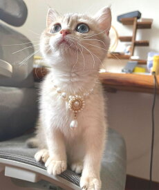 パール　ペットネックレス／アイモハ（aimoha）