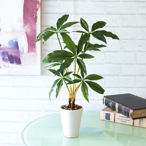 tFCNO[|bg(pL) 45cm 픫 / tFCNO[ lHϗtA CeA    u^ (PAS061)