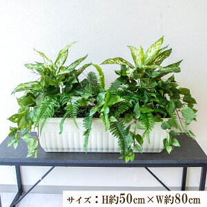 񂹐AtFCNO[v^[ ԃv^[ lHϗtA CeA tFCNvc CeAO[ Xܑ fBXvC Ǝ{ ZW fnEX V[