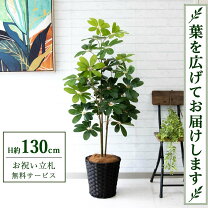 楽天市場】観葉植物 130センチ（種類（植物）ユッカ）（花・観葉植物 