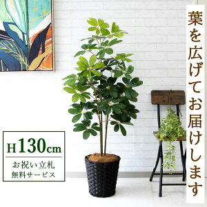 Dyz tFCNO[ lHϗtA VFt J|bN 130cm t / @lEJXj X܁EItBX ԉo /PG105-MEL26DB