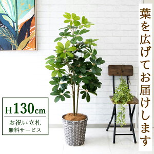 tFCNO[ VFt H130cm t / lHϗtA ϗtA tFCN  X  JX J ړ] j Mtg v[g  ZW fnEX ItBX D