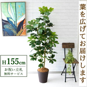 tFCNO[ VFt H155cm t / lHϗtA ϗtA tFCN  X  JX J ړ] j Mtg v[g  ZW fnEX ItBX D