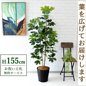 tFCNO[ VFt H155cm t / lHϗtA ϗtA tFCN  X  JX J ړ] j Mtg v[g  ZW fnEX ItBX D