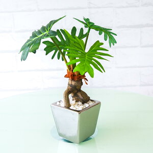 tFCNO[|bgtBfhZ[yGLA-1174z 25cm 픫 / tFCNO[ lHϗtA CeA    u^ (PG115)