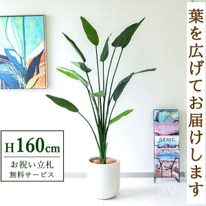 フェイクグリーン ストレチア H約160cm 鉢付き / 人工観葉植物 観葉植物 フェイク 造花 大型 大きい 店舗 装飾 開店 開業 移転 祝い ギフト プレゼント おしゃれ 住宅展示場 モデルハウス オフ