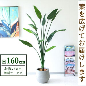 tFCNO[ Xg`A H160cm t / lHϗtA ϗtA tFCN  ^ 傫 X  JX J ړ] j Mtg v[g  ZW fnEX It