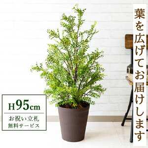 tFCNO[ VNWX~ H95cm t / lHϗtA ϗtA tFCN  X  JX J ړ] j Mtg v[g  ZW fnEX ItBX 