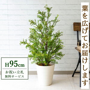 tFCNO[ VNWX~ H95cm t / lHϗtA ϗtA tFCN  X  JX J ړ] j Mtg v[g  ZW fnEX ItBX 