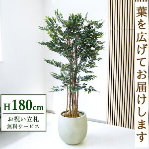 tFCNO[ glRc[ H180cm t / lHϗtA ϗtA tFCN  ^ 傫 X  JX J ړ] j Mtg v[g  ZW fnEX 