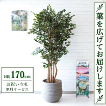 楽天市場】観葉植物 フェイク 70cmの通販