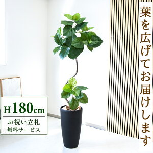 フェイクグリーン ツイストウンベラータ H約180cm 鉢付き / 人工観葉植物 観葉植物 フェイク 造花 大型 大きい 店舗 装飾 開店 開業 移転 祝い ギフト プレゼント おしゃれ 住宅展示場 モデルハ