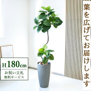 フェイクグリーン ツイストウンベラータ H約180cm 鉢付き / 人工観葉植物 観葉植物 フェイク 造花 大型 大きい 店舗 装飾 開店 開業 移転 祝い ギフト プレゼント おしゃれ 住宅展示場 モデルハ