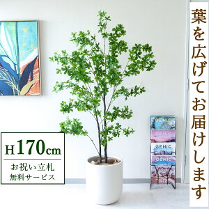 Dyz tFCNO[ lHϗtA hE_ccW 170cm ^ t / @lEJXj X܁EItBX ԉo /PG158-CHC33IV