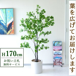 Dyz tFCNO[ lHϗtA hE_ccW 170cm ^ t / @lEJXj X܁EItBX ԉo /PG158-H29