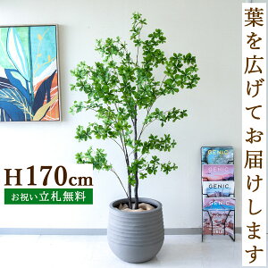 tFCNO[ ccW H170cm t / lHϗtA ϗtA tFCN  ^ 傫 X  JX J ړ] j Mtg v[g  ZW fnEX ItBX 