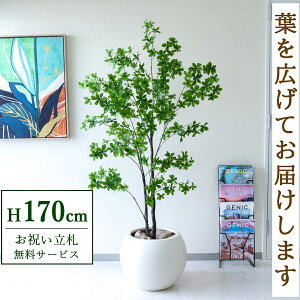 tFCNO[ ccW H170cm t / lHϗtA ϗtA tFCN  ^ 傫 X  JX J ړ] j Mtg v[g  ZW fnEX ItBX 