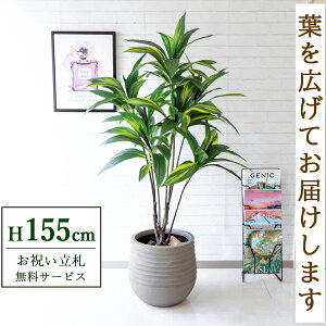 tFCNO[ nX^C H155cm t / lHϗtA ϗtA tFCN  X  JX J ړ] j Mtg v[g  ZW fnEX ItBX D