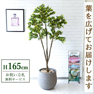 tFCNO[ tBJX xW~ H165cm t / lHϗtA ϗtA tFCN  X  JX J ړ] j Mtg v[g  ZW fnEX ItB