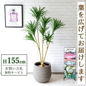 フェイクグリーン ドラセナコンシネ H約155cm 鉢付き / 人工観葉植物 観葉植物 フェイク 造花 店舗 装飾 開店 開業 移転 祝い ギフト プレゼント おしゃれ 住宅展示場 モデルハウス オフィス 立