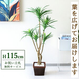 tFCNO[ bJ H115cm t / lHϗtA ϗtA tFCN  X  JX J ړ] j Mtg v[g  ZW fnEX ItBX D /PG19