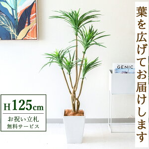 tFCNO[ bJ H125cm t / lHϗtA ϗtA tFCN  X  JX J ړ] j Mtg v[g  ZW fnEX ItBX D /PG19