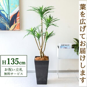 tFCNO[ bJ H135cm t / lHϗtA ϗtA tFCN  X  JX J ړ] j Mtg v[g  ZW fnEX ItBX D /PG19