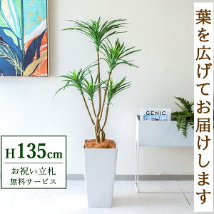 tFCNO[ bJ H135cm t / lHϗtA ϗtA tFCN  X  JX J ړ] j Mtg v[g  ZW fnEX ItBX D /PG19