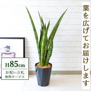 tFCNO[ TZxA(O[) H85cm t / lHϗtA ϗtA tFCN  X  JX J ړ] j Mtg v[g  ZW fnEX ItB