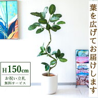 フェイクグリーン 観葉植物 人工観葉植物 フィカス ゴムの木 150cm 鉢付き / 立札無料 送料無料 法人・開…