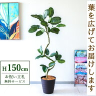 フェイクグリーン 観葉植物 人工観葉植物 フィカス ゴムの木 150cm 鉢付き / 立札無料 送料無料 法人・開…