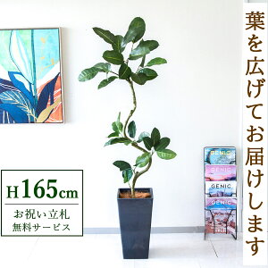 �t�F�C�N�O���[�� �ϗt�A�� �l�H�ϗt�A�� �t�B�J�X �S���̖� 165cm ���t�� / ���D���� �������� �@�l�E�J�X�j�� �X�܁E�I�t�B�X���� ��ԉ��o ����/PG1003-Q25BK