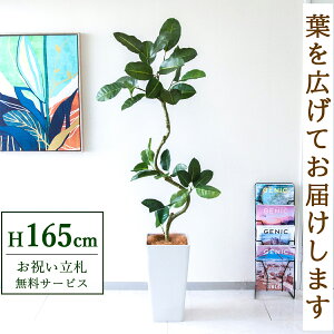 �t�F�C�N�O���[�� �ϗt�A�� �l�H�ϗt�A�� �t�B�J�X �S���̖� 165cm ���t�� / ���D���� �������� �@�l�E�J�X�j�� �X�܁E�I�t�B�X���� ��ԉ��o ����/PG1003-Q25WH