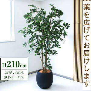 Dyz tFCNO[ lHϗtA tBJX 210cm t / @lEJXj X܁EItBX ԉo /PG1005-BAL42BK