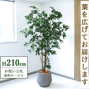 Dyz tFCNO[ lHϗtA tBJX 210cm t / @lEJXj X܁EItBX ԉo /PG1005-J40