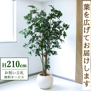 Dyz tFCNO[ lHϗtA tBJX 210cm t / @lEJXj X܁EItBX ԉo /PG1005-ROM43IV