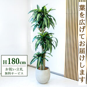 Dyz tFCNO[ lHϗtA tBJX 180cm ^ t / @lEJXj X܁EItBX ԉo /PG1011-BAL35IV