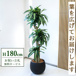 Dyz tFCNO[ lHϗtA tBJX 180cm ^ t / @lEJXj X܁EItBX ԉo /PG1011-D42BK