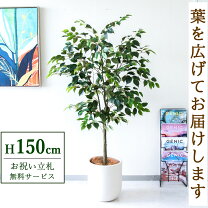 楽天市場】ベンジャミン150cmの通販
