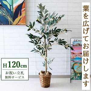 tFCNO[ I[u H120cm t / lHϗtA ϗtA tFCN  X  JX J ړ] j Mtg v[g  ZW fnEX ItBX D /P