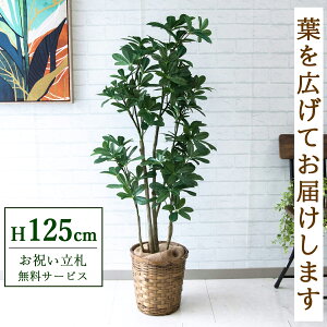 tFCNO[ VFt H125cm t / lHϗtA ϗtA tFCN  X  JX J ړ] j Mtg v[g  ZW fnEX ItBX D