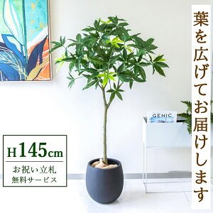 tFCNO[ pL H145cm t / lHϗtA ϗtA tFCN  X  JX J ړ] j Mtg v[g  ZW fnEX ItBX D /PG20