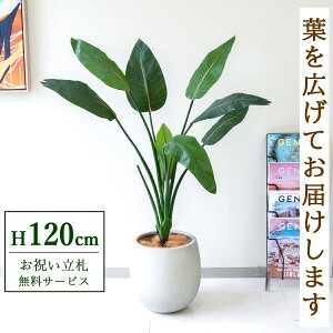 フェイクグリーン ストレチア H約120cm 鉢付き / 人工観葉植物 観葉植物 フェイク 造花 店舗 装飾 開店 開業 移転 祝い ギフト プレゼント おしゃれ 住宅展示場 モデルハウス オフィス 立札無料