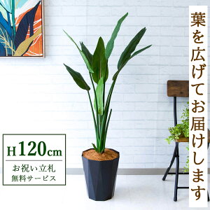 tFCNO[ Xg`A H120cm t / lHϗtA ϗtA tFCN  X  JX J ړ] j Mtg v[g  ZW fnEX ItBX D