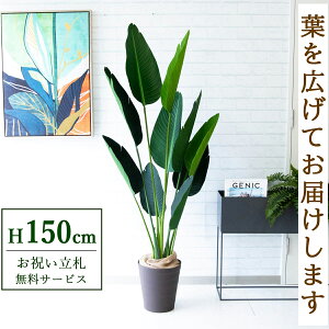 フェイクグリーン オーガスタ H約150cm 鉢付き / 人工観葉植物 観葉植物 フェイク 造花 店舗 装飾 開店 開業 移転 祝い ギフト プレゼント おしゃれ 住宅展示場 モデルハウス オフィス 立札無料